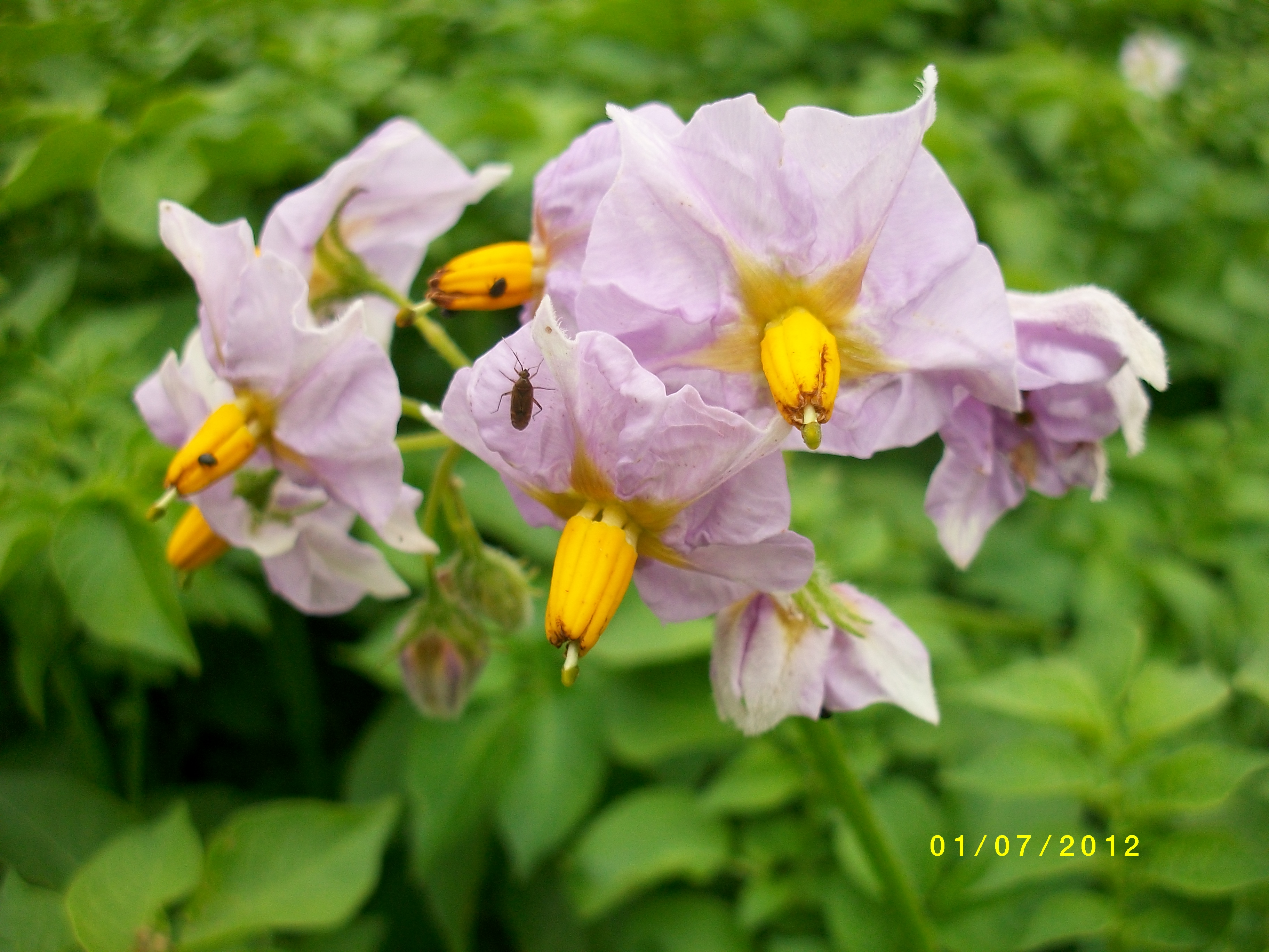 Als die Kartoffel nach Europa kam, wurde sie wegen ihrer schönen Blüte in die Gärten gepflanzt. Erst später erkannte man die Kartoffel als ein sehr wichtiges Nahrungsmittel.