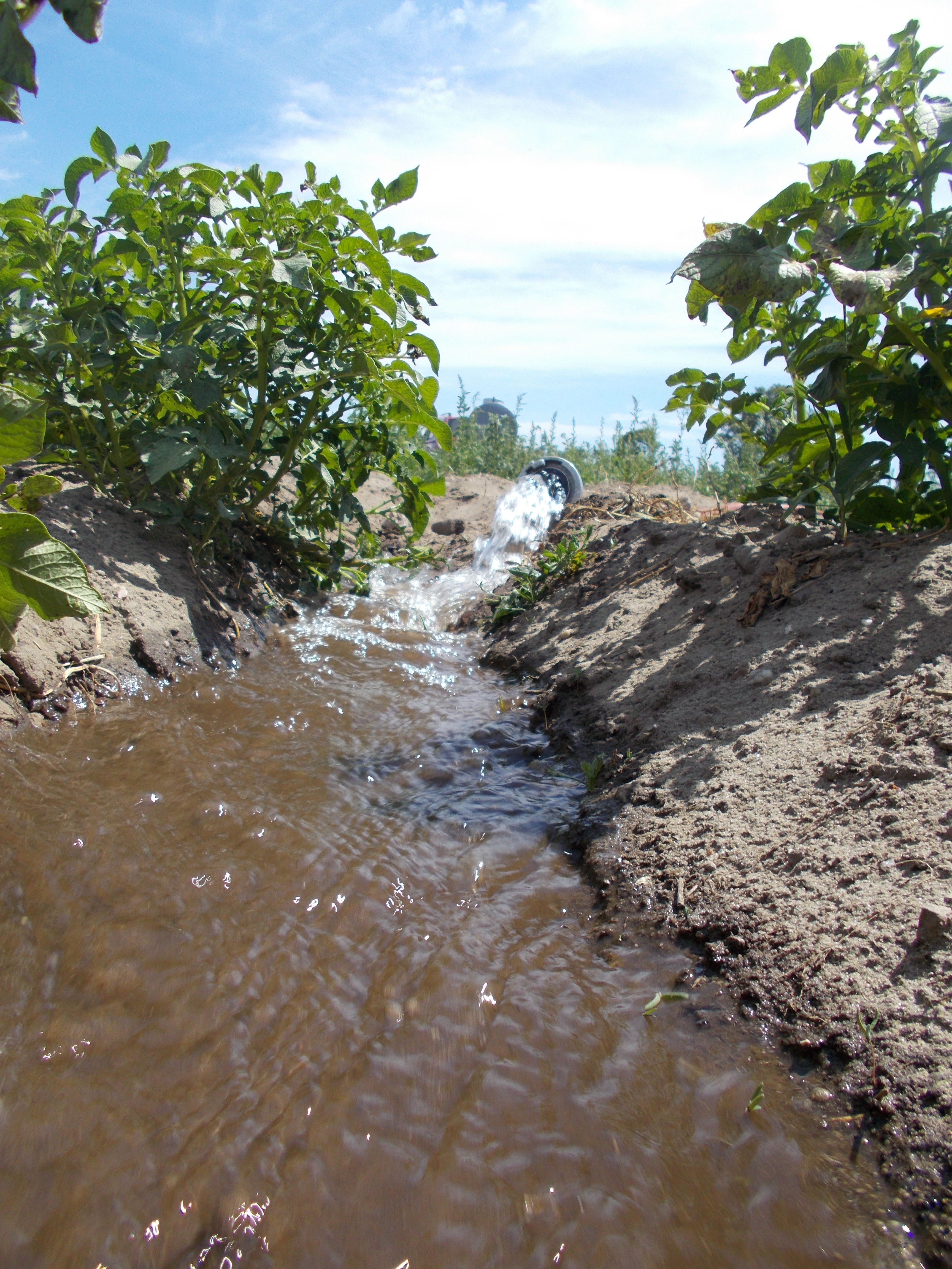 Das Dürrejahr 2018 - über die vergangenen Monate waren insgesamt 64.000 Liter Wasser notwendig, um den Kartoffelpflanzen ein gutes Wachstum zu gewährleisten.