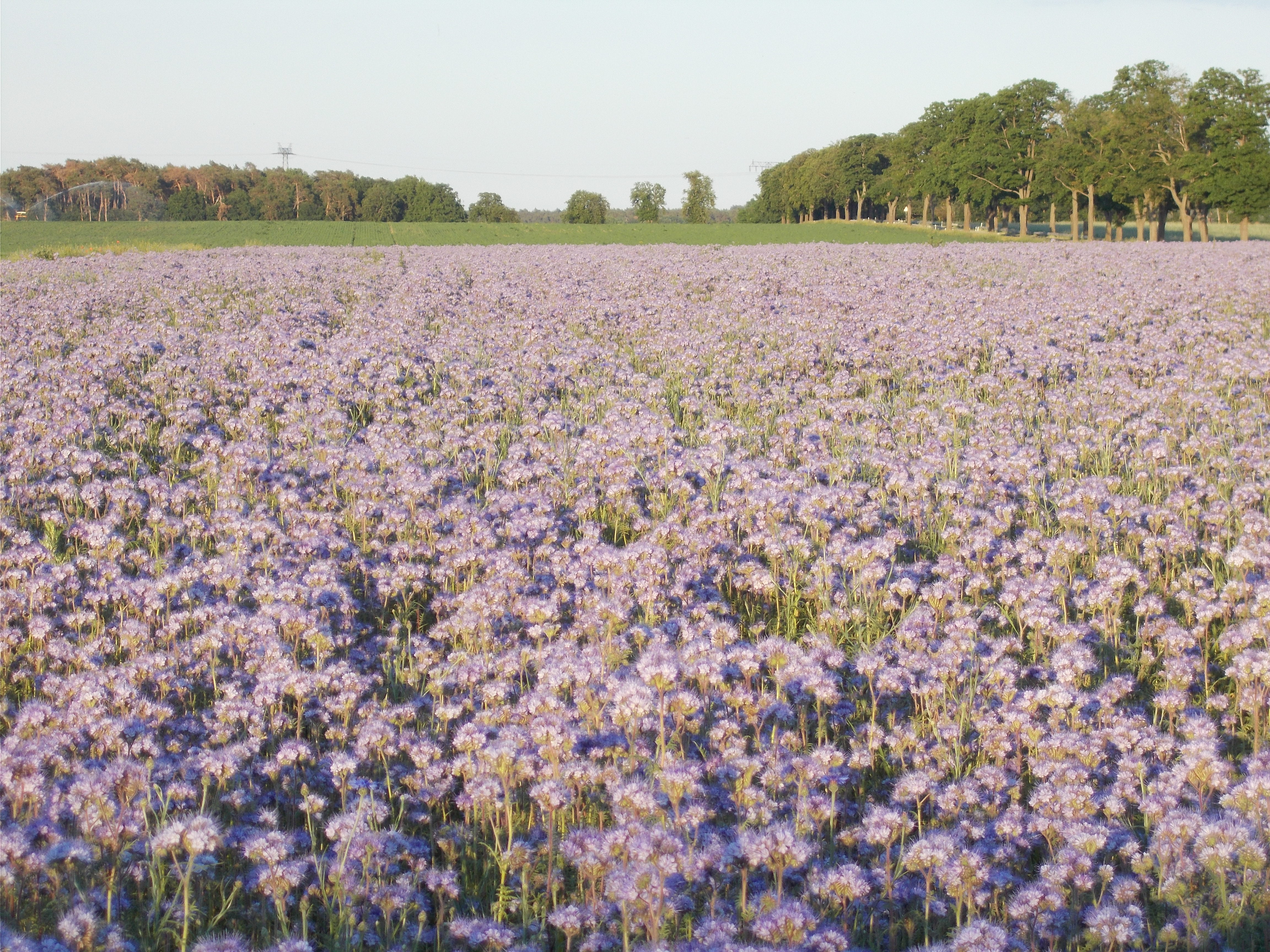 Phacelia als Bienenweide und Gründünger, einfach wünderschön anzusehen.