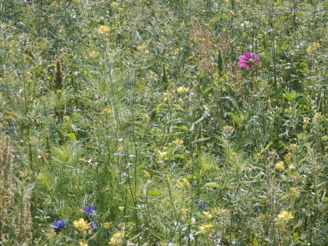 Nach der Bestellung im Jahr 2015 liegt in diesem Jahr das Land brach, um sich zu erholen. Wichtige Nährstoffe werden dem Boden so wieder zugeführt. Vor dem Winter werde ich den Gründünger mulchen, scheiben und unterpflügen. So bleibt mir die Bodengare in sehr guter Qualität erhalten.