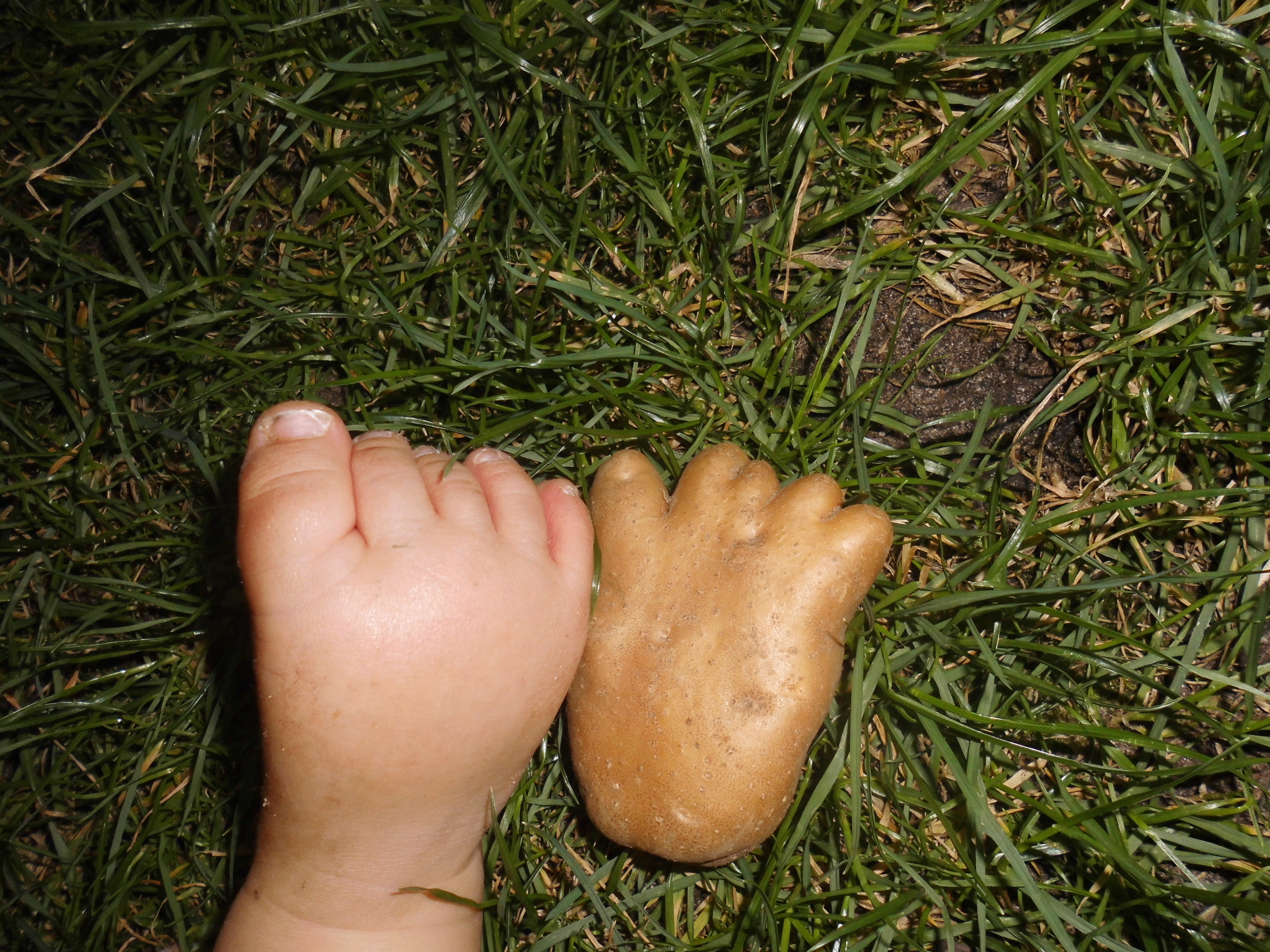 Ich staunte nicht schlecht, als ich in diesem Jahr diesen lustigen Erdapfel aus der Erde holte. Sieht ja fast so aus wie der kleine Fuß von meinem Sohnemann Richard und ist eigentlich viel zu Schade zum Verzehr - aber eben sehr sehenswert!