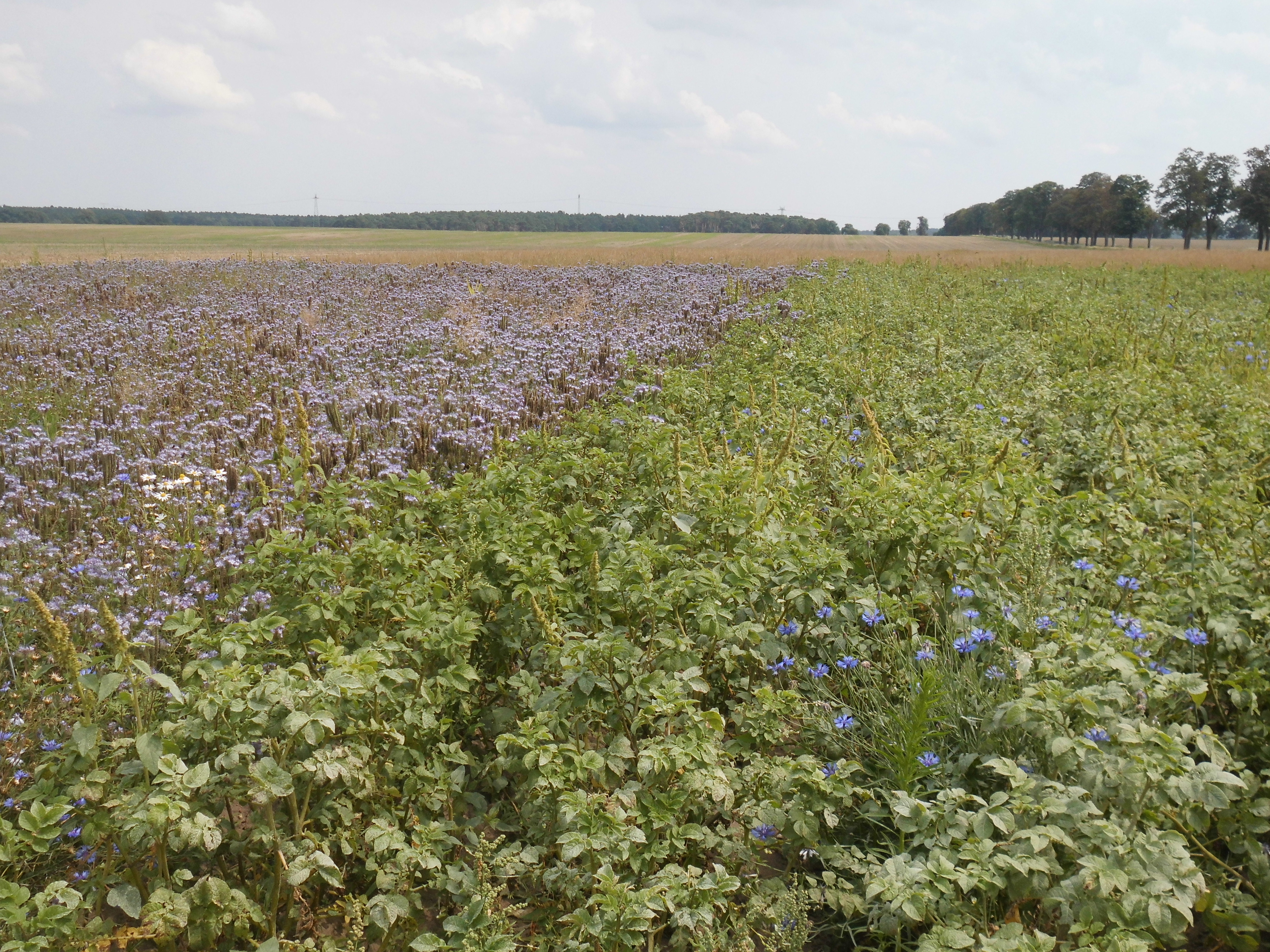 Phacelia links am Kartoffelfeld als Bienenweide